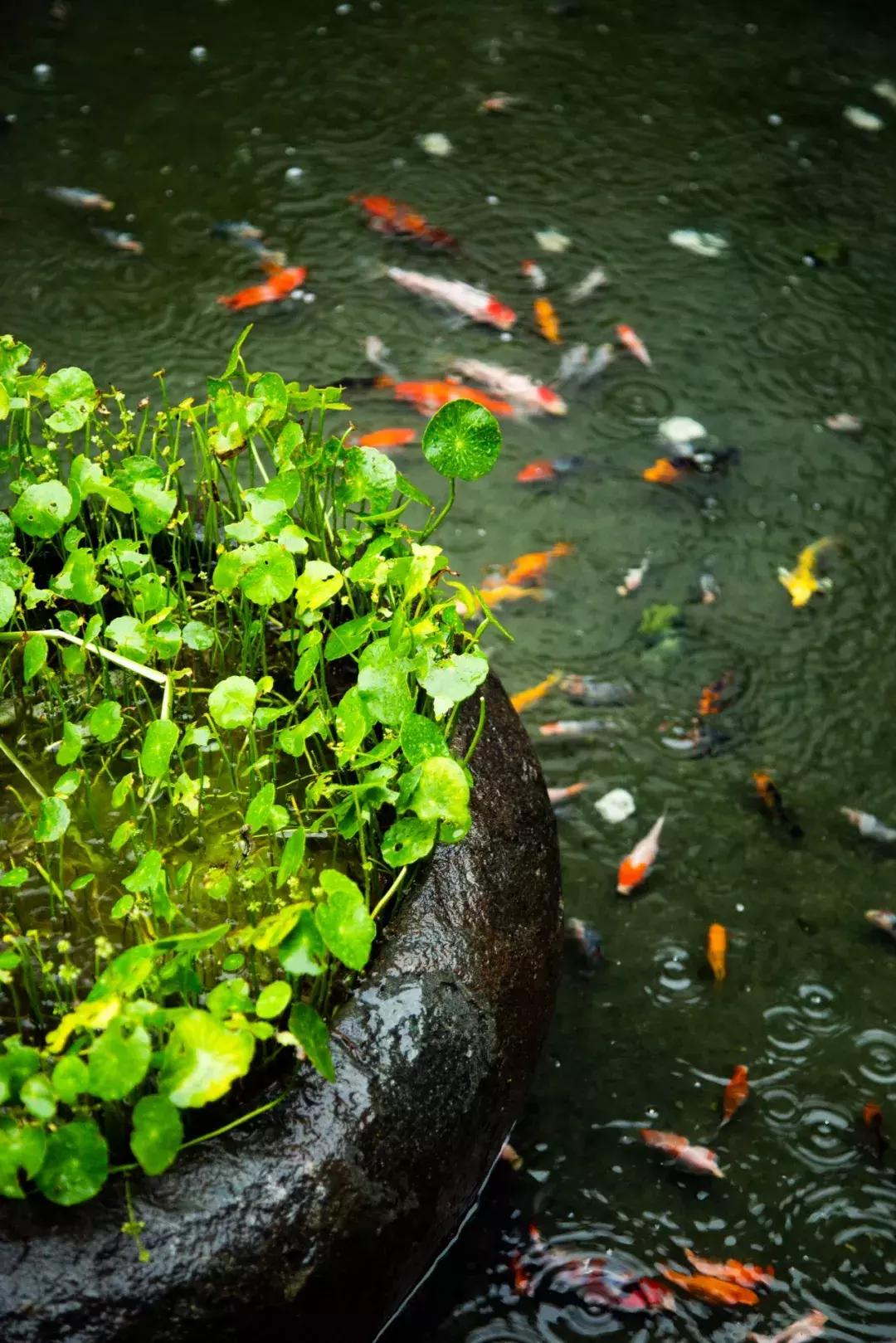 私密性极高的美学餐厅,被称容桂“御温泉”,知道的人并不多...