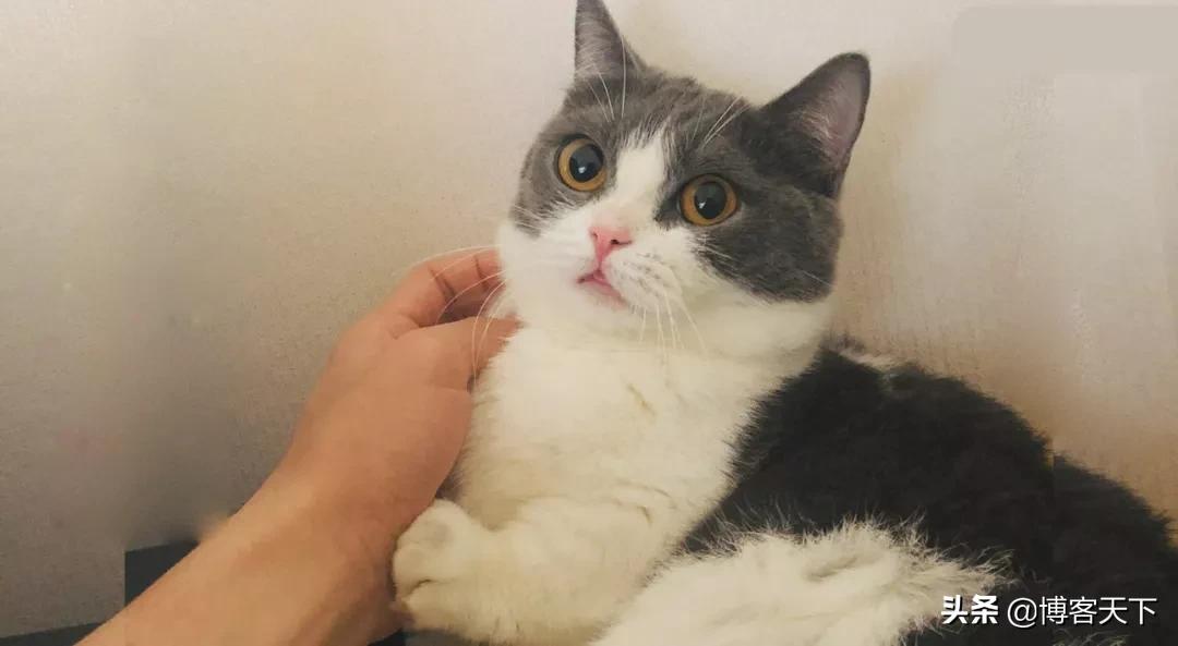 买猫买一公一母吗,买猫一块钱一只