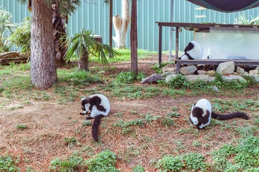 澳洲｜春意堪培拉，看袋鼠、品酒、赏花、住进动物的家