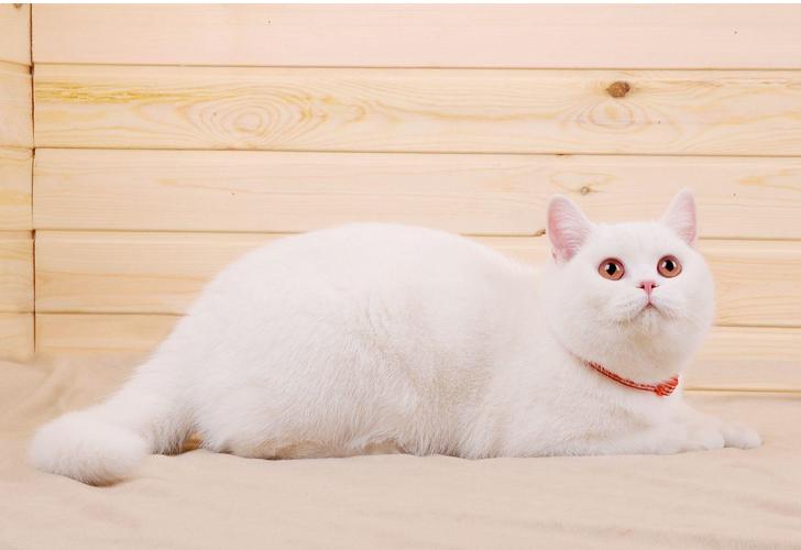 各个品种的英短,英短40种价格表