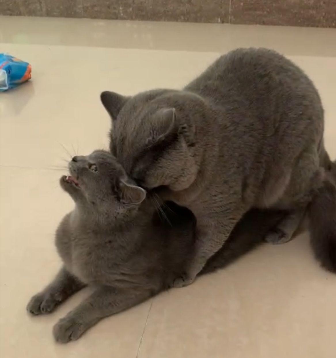 猫咪嗷嗷叫然后吐黄水怎么回事,猫咪大小便嚎叫