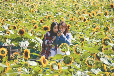 乘直升机飞阅大东海赏三亚美景,飞阅大湾区视频