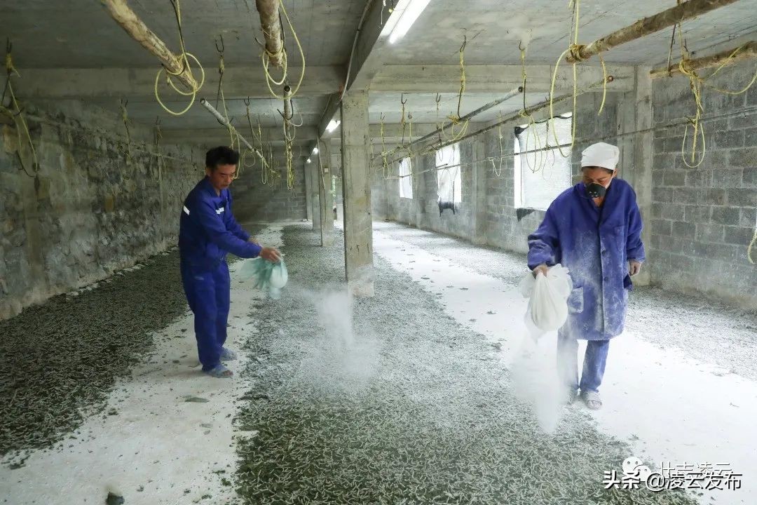 【走向我们的小康生活】一对创业致富贤伉俪——记凌云县加尤镇磨贤村刘正和、朱丽菊