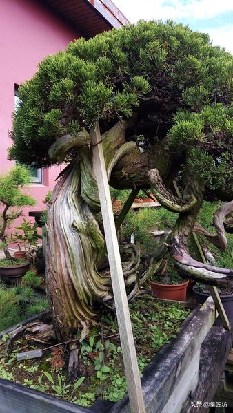 盆景干枯舍利制作,舍利干桩盆景图片