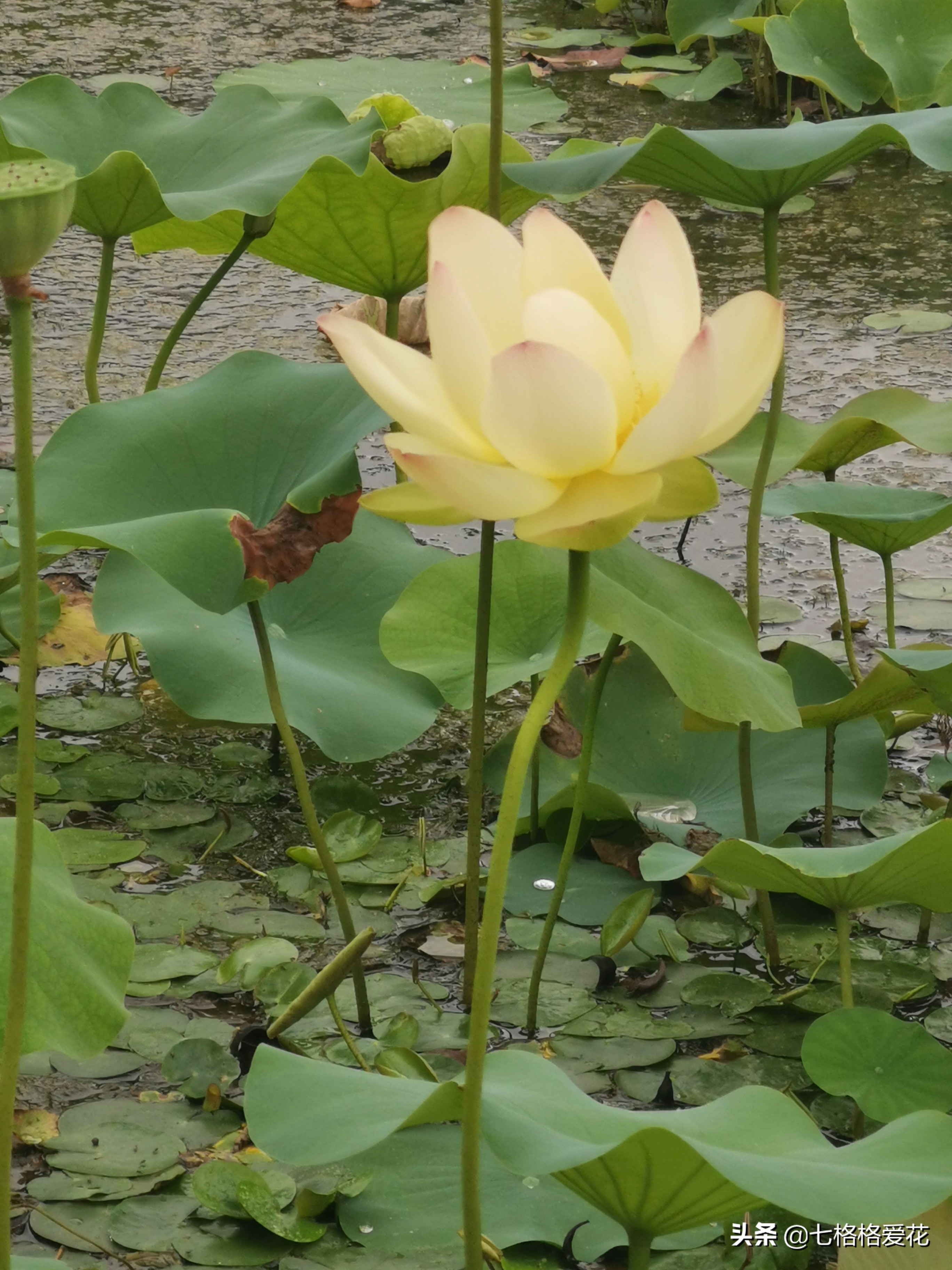 荷花年年开，看荷的人儿年年来，又闻荷花香