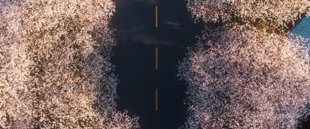 是心动啊，樱樱樱樱樱樱樱樱樱