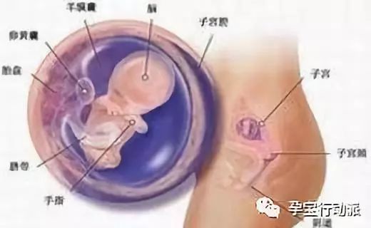 孕期记录十月,宝妈孕周刊