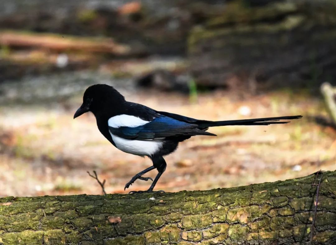 慢慢学花鸟｜这胖胖的哑嗓大黑鸟怎么成了“喜”鹊？