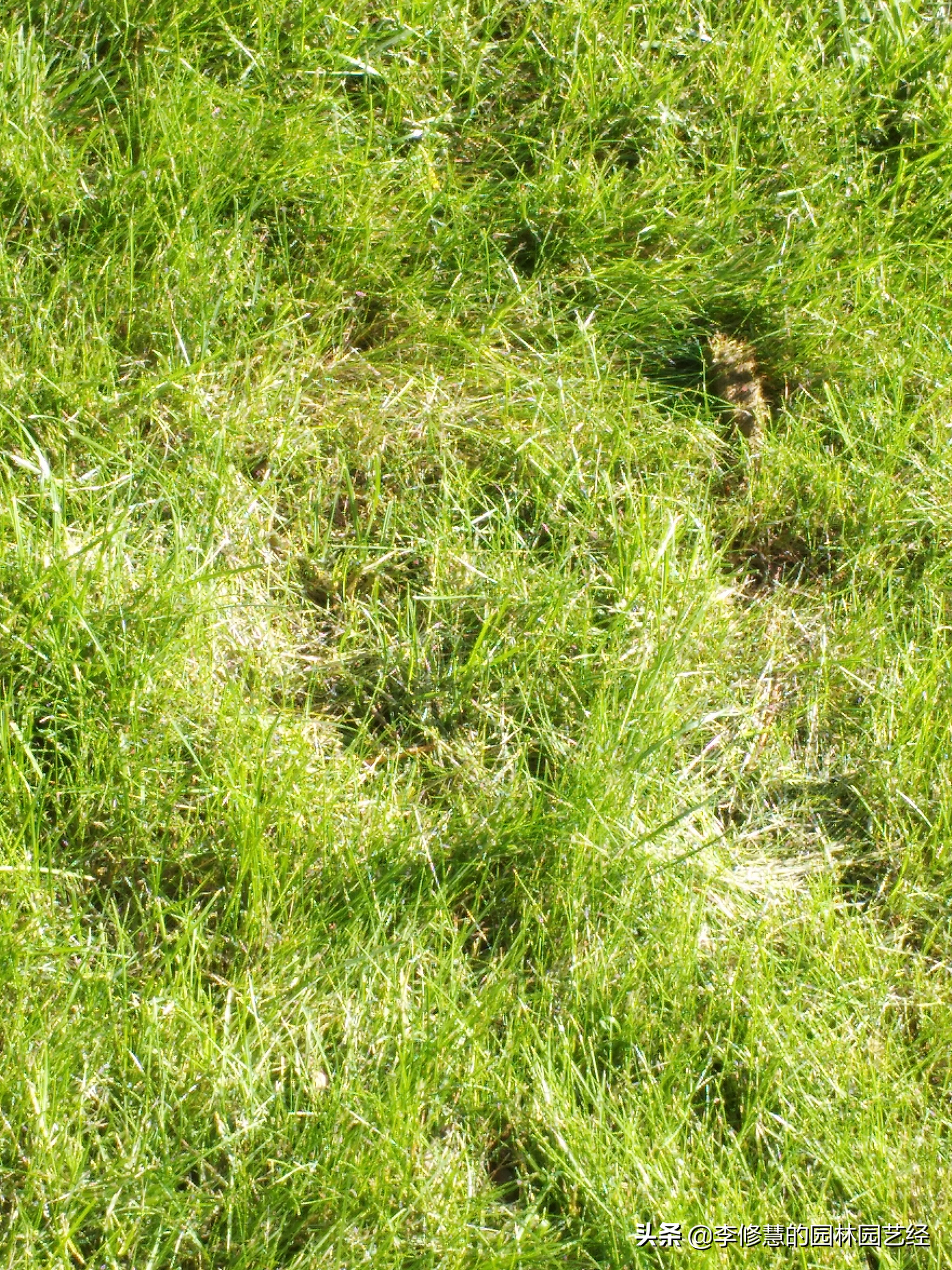 草坪的栽培管理,最好养护的庭院草坪