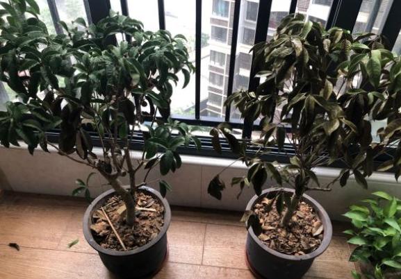 日香桂怎样才能开花,日香桂开花的时候用不用天天浇