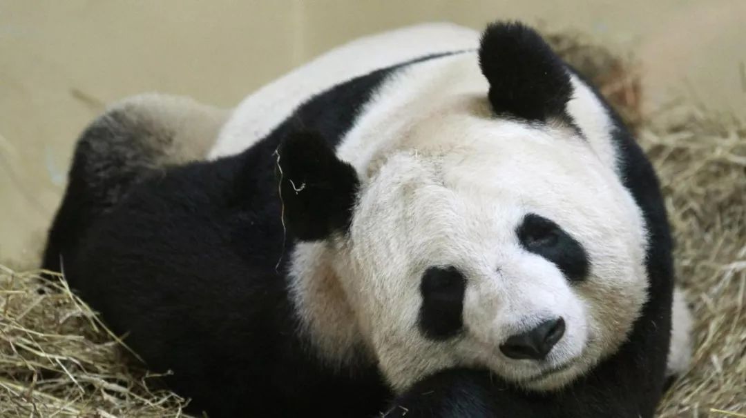 马来西亚为啥退换大熊猫,马来西亚退还中国大熊猫是真的吗