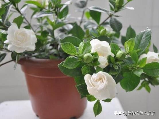 栀子花叶片发黄多久可以恢复,栀子花光照充足还是黄叶