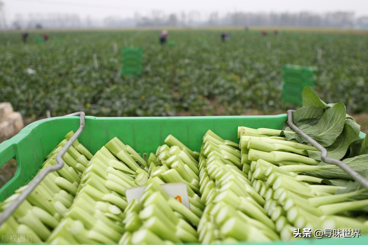 广东菜心和油菜的区别,广东菜心跟甜菜心有什么区别