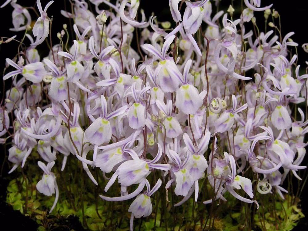 各种食虫植物的特点,不一样的食虫植物