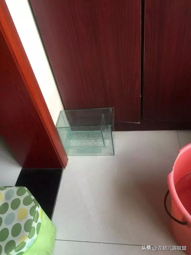 垃圾桶旁边的四方鱼缸，捡回去养了一缸金鱼，别说还挺不错