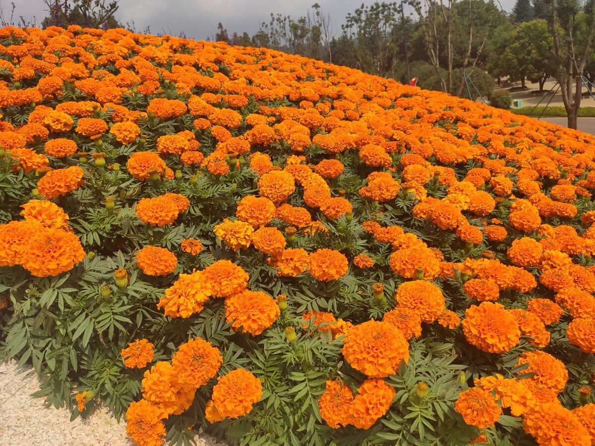 昆明世博园是免费参观的吗,第一次来昆明的感受