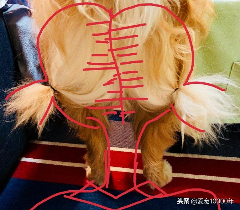 金毛的毛毛太长了，方便的时候总是弄脏，铲屎官就给编了根大辫儿