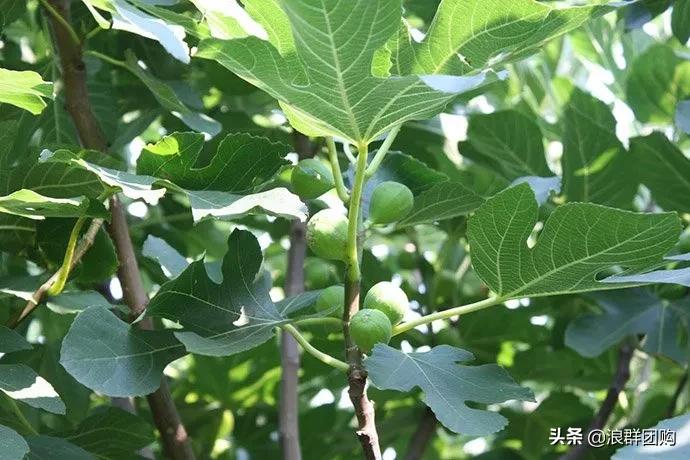 好吃无花果品种,丰产好吃的无花果推荐