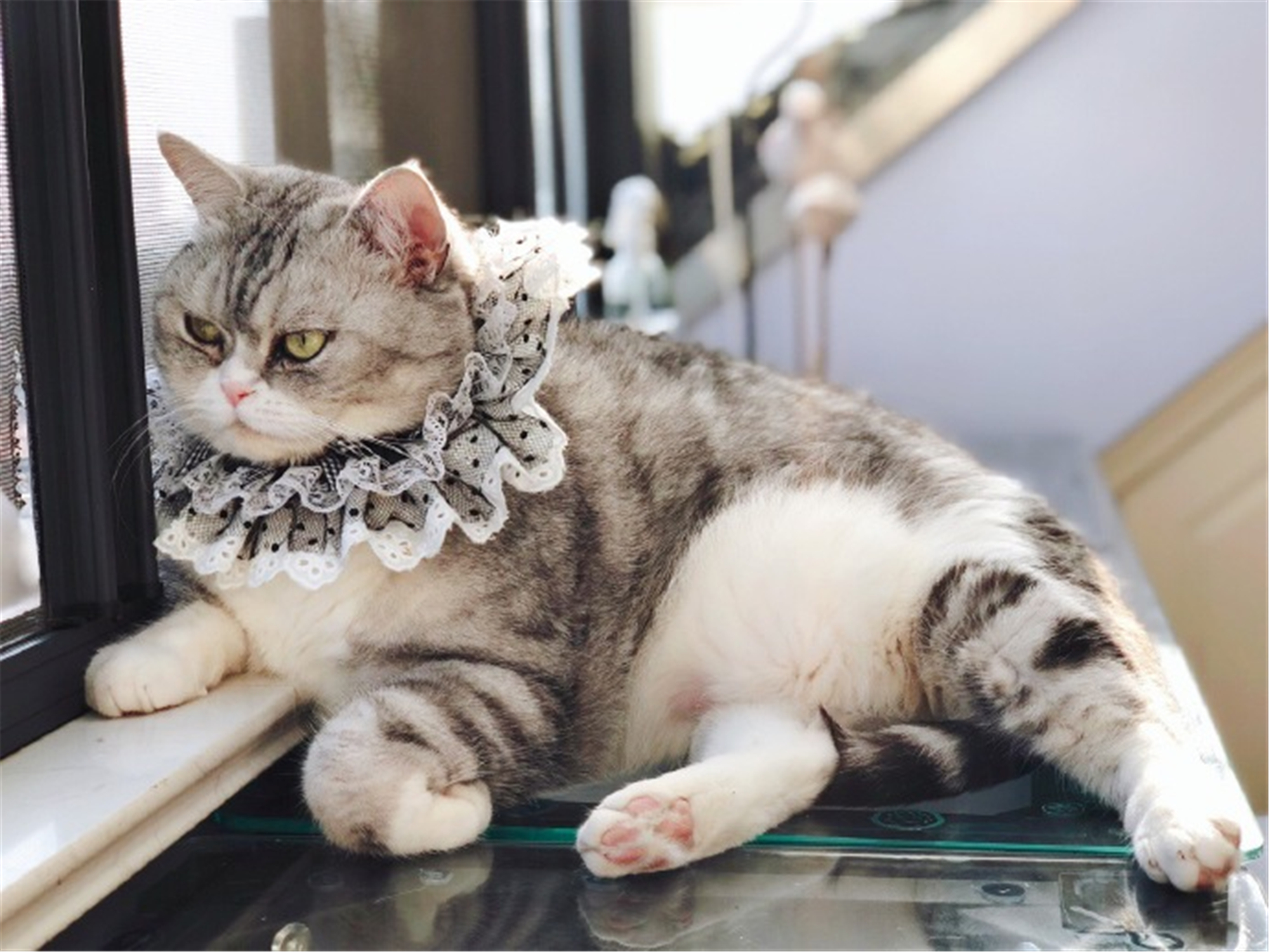 田园猫也是一条生命,中华田园猫中最稀有的田园猫排名