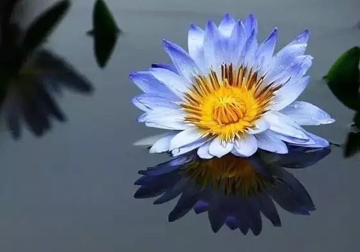 世界十大花卉排行榜名单,世界十大名贵花草