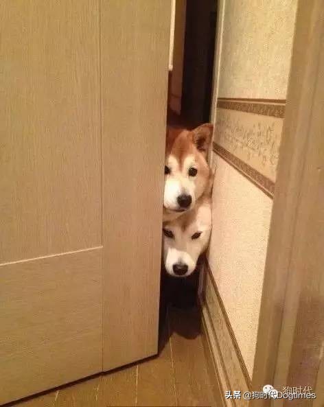 狗狗有这些表现表明它对你很忠诚,狗狗出现几种情况说明它很爱你