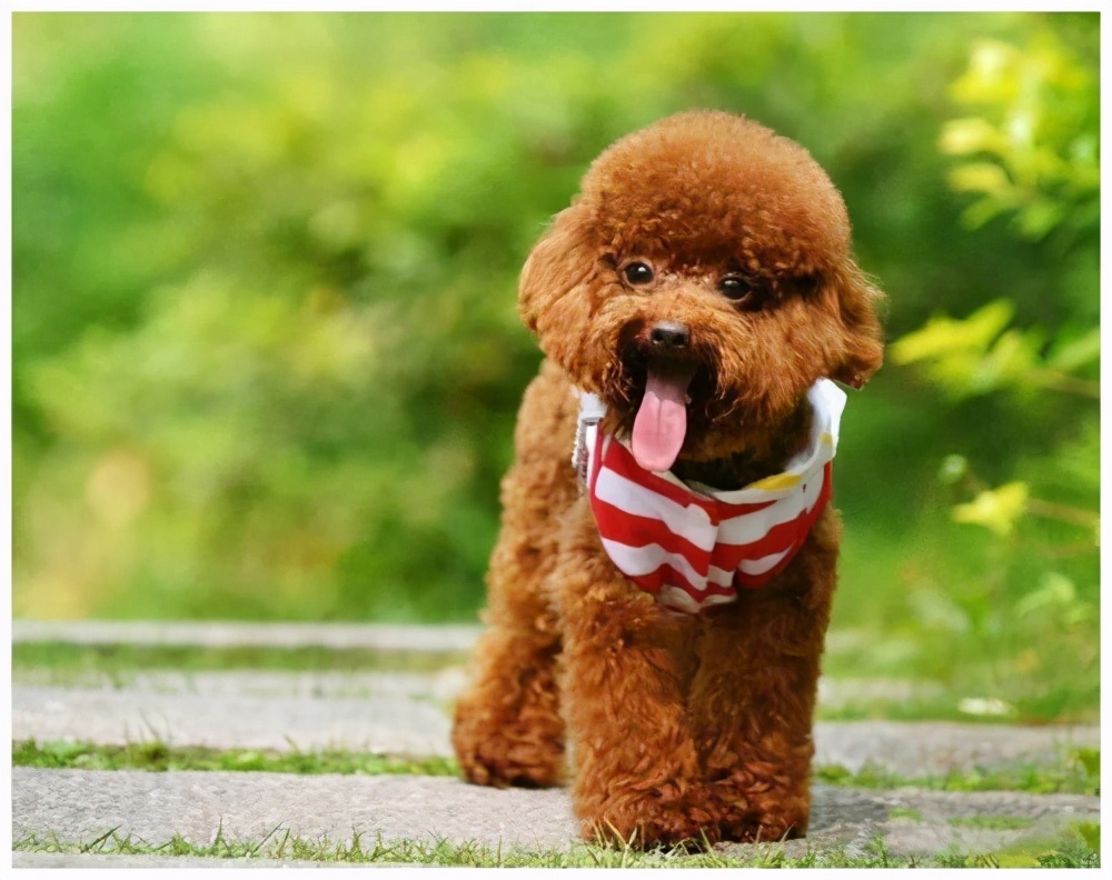 公泰迪绝育后还会有分泌物,公泰迪什么时候做绝育