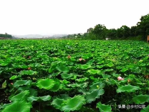 观赏荷花应该怎么种植才是正确的,荷花是出淤泥而不染的吗