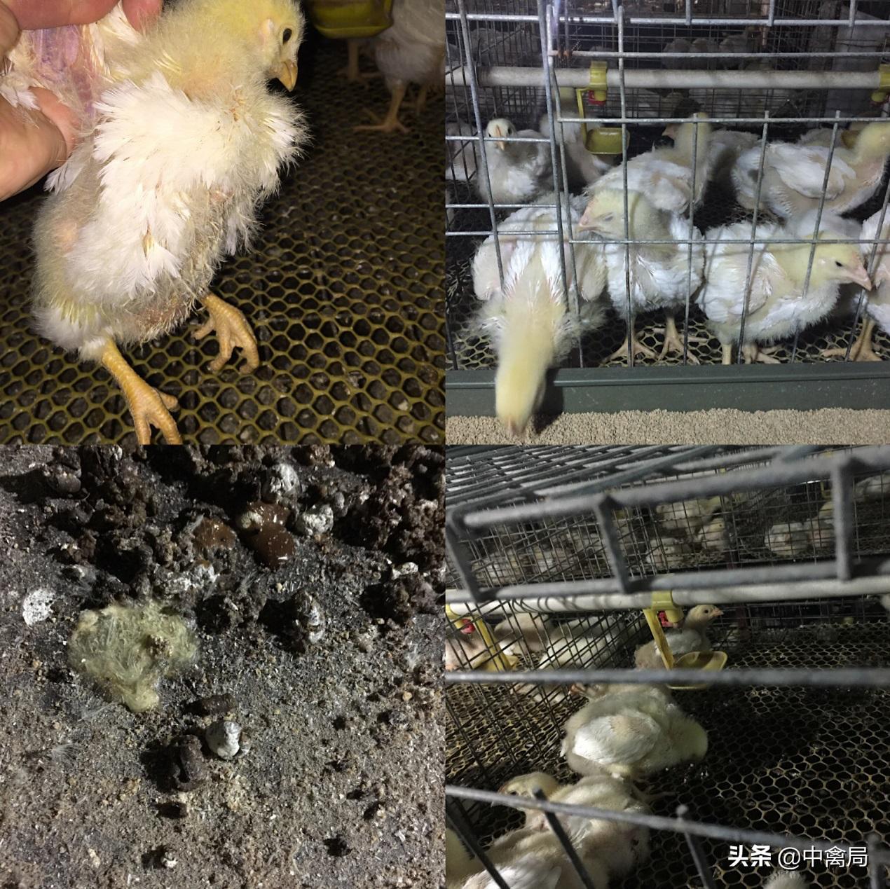 鸡小肚子疼是什么原因,鸡为什么肚子疼