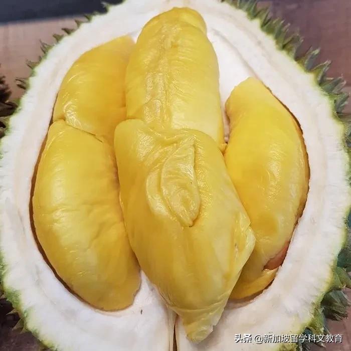 来新加坡一定要吃的榴莲,新加坡吃榴莲的季节