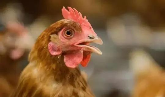 蛋鸡产蛋高峰管理方法,蛋鸡产蛋高峰期怎么养