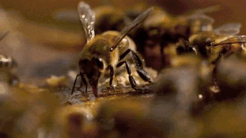 蜂蜜枣花蜜和槐花蜜哪个好,土蜂蜜和槐花蜜哪个比较好