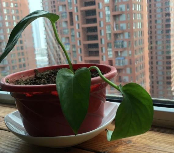 高温天气养绿萝？放点它，叶子油绿，1个月窜出2米长