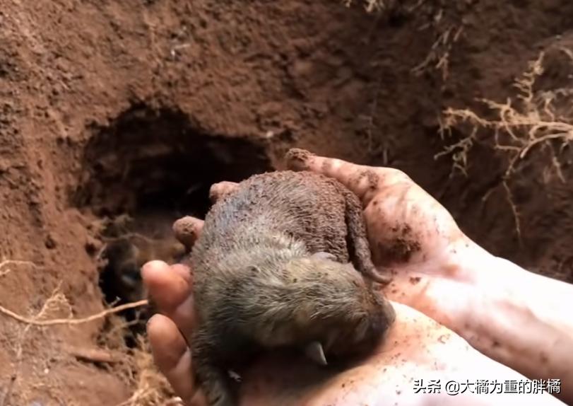 狗狗挖洞待产,分娩后遇到洞穴塌了,9只小狗先被救出