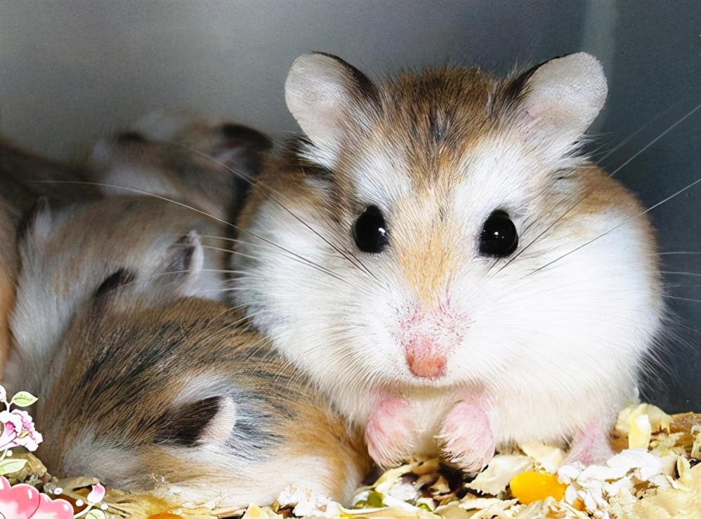懒人都可以养个仓鼠吧,养一个小仓鼠吧