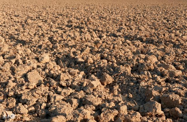 怎样防止黄瓜虫,黄瓜根结线虫最佳防治方法