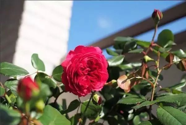 一万年一次的2020520；一起认识100种玫瑰~别送错啊