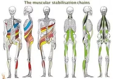 完美的运动模式——肌肉链运动