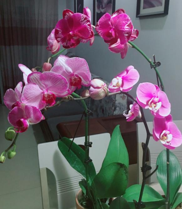 蝴蝶兰叶片发软咋回事,蝴蝶兰的叶片发软是什么原因