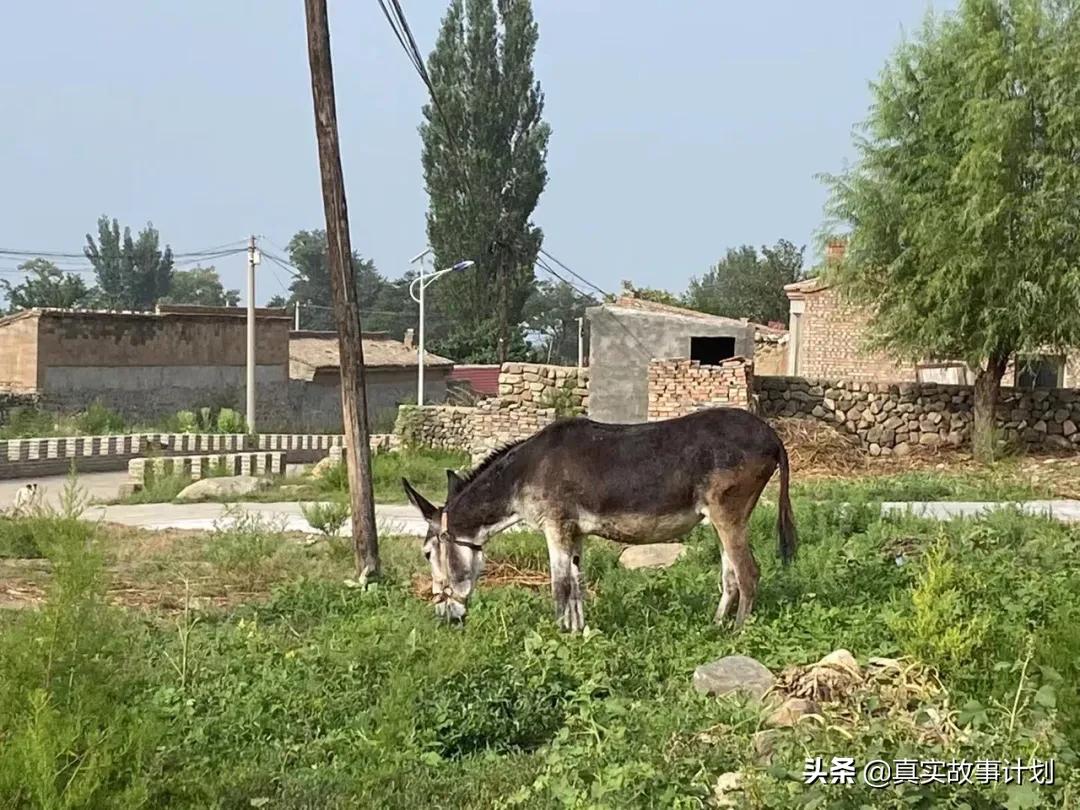 读野鸡大学的真实感受,上了好几年野鸡大学是什么体验