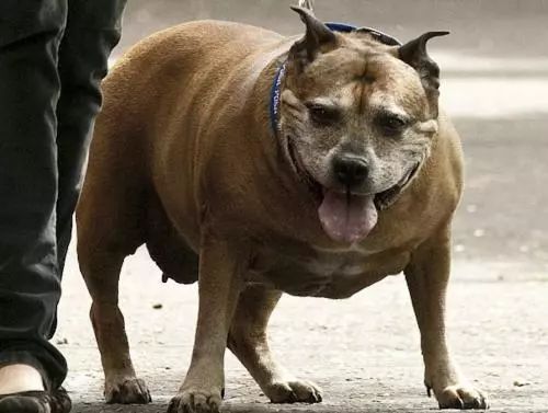 宠物体检行业,宠物医生这个行业前景