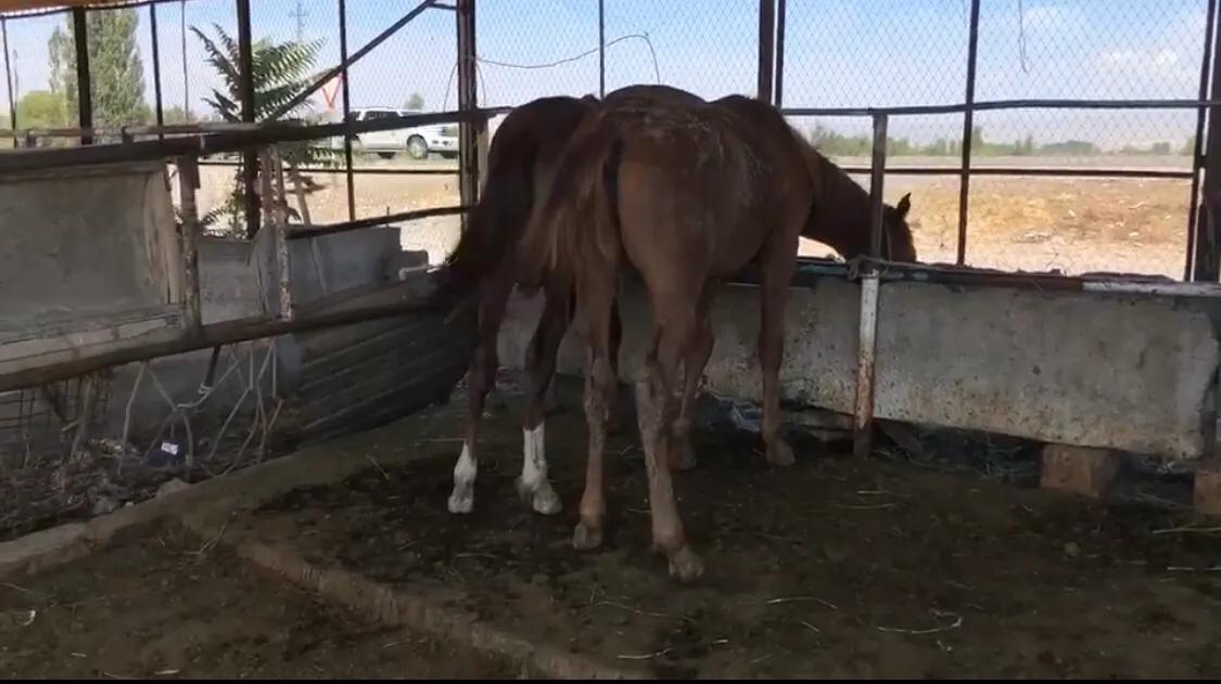 少年骑马去越野，自驾15天横穿小国家，硬核车手爸爸还输了
