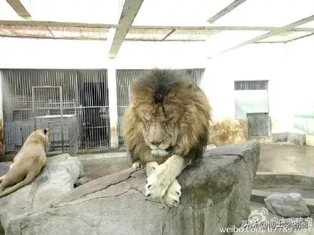 母狮一天发情40次,还追着公狮咬蛋蛋?根本不是这样啊....