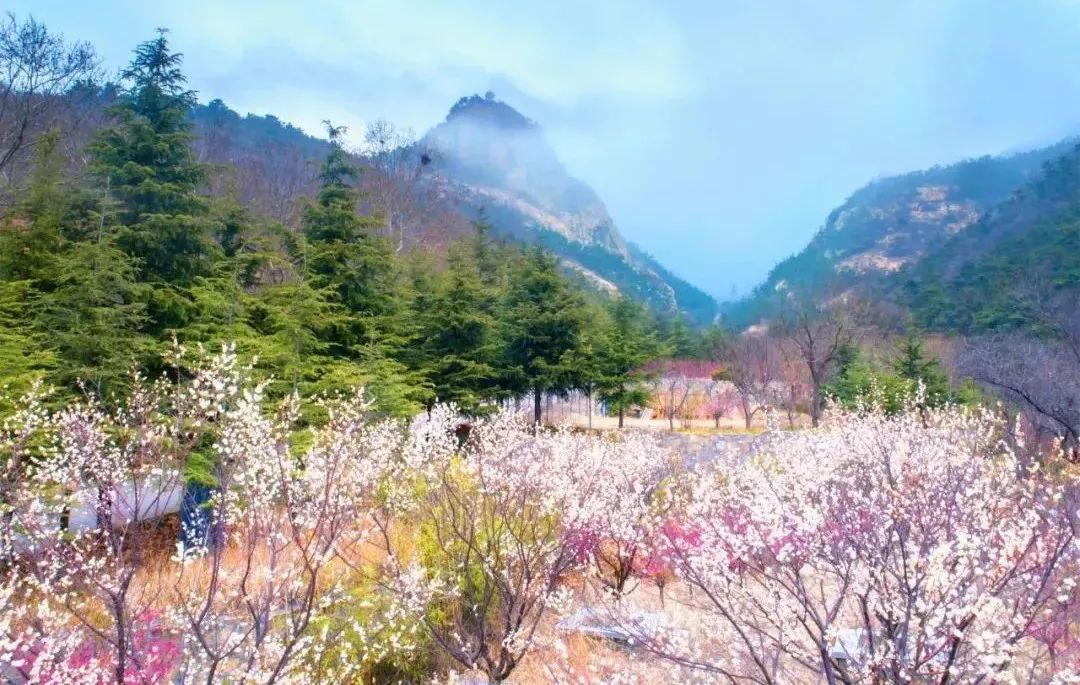 天蒙山踏青赏花,蒙山景区赏花
