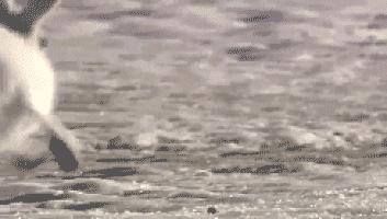 北极兔腿长,北极兔高冷长腿