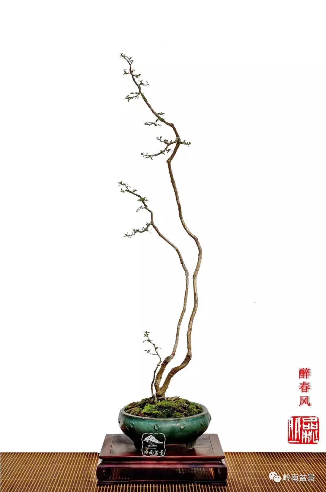 一盆盆景佳作究竟应该是怎样的,大师级盆景作品欣赏