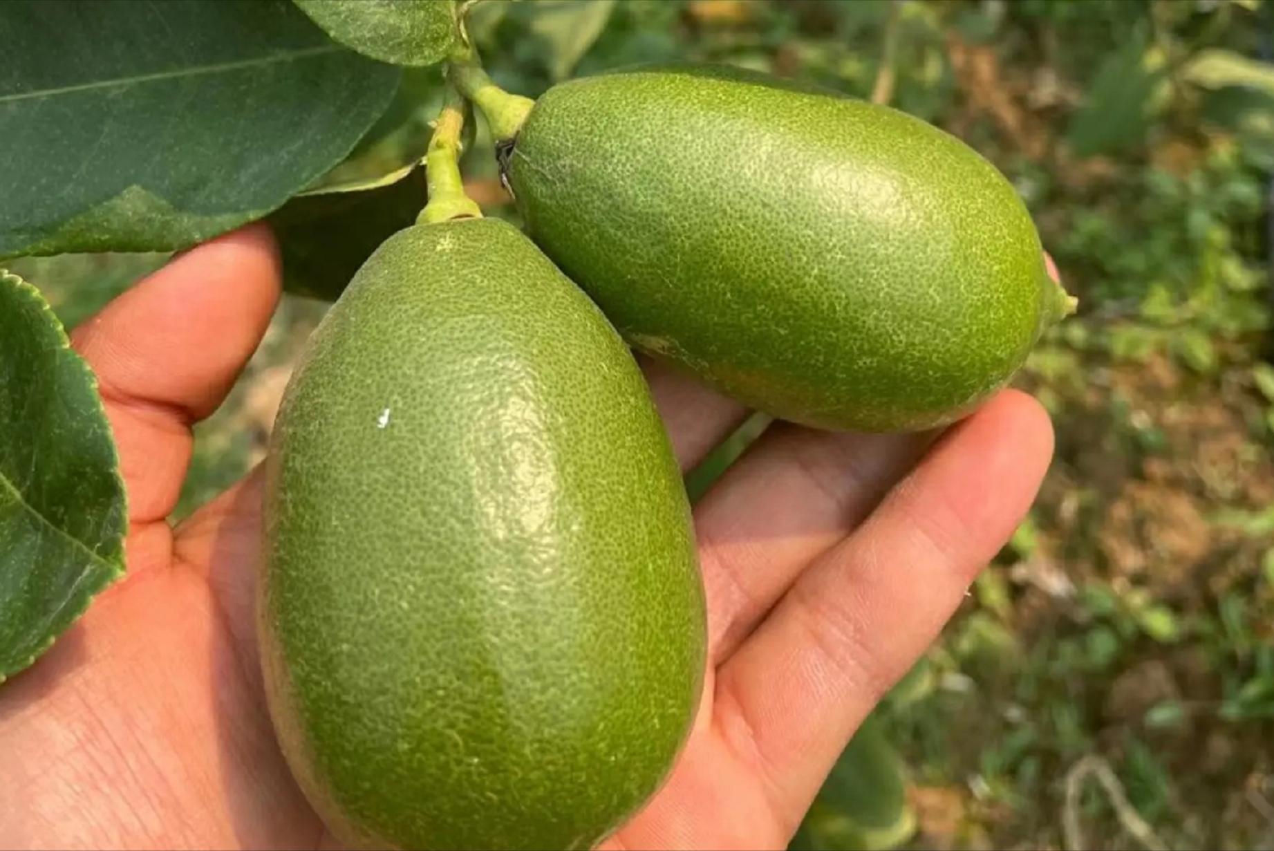 价格直逼猪肉，广东柠檬成“精”了，我是你泡不起的柠檬