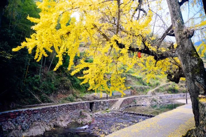 温州秋冬的银杏树确实美,温州最原生态银杏