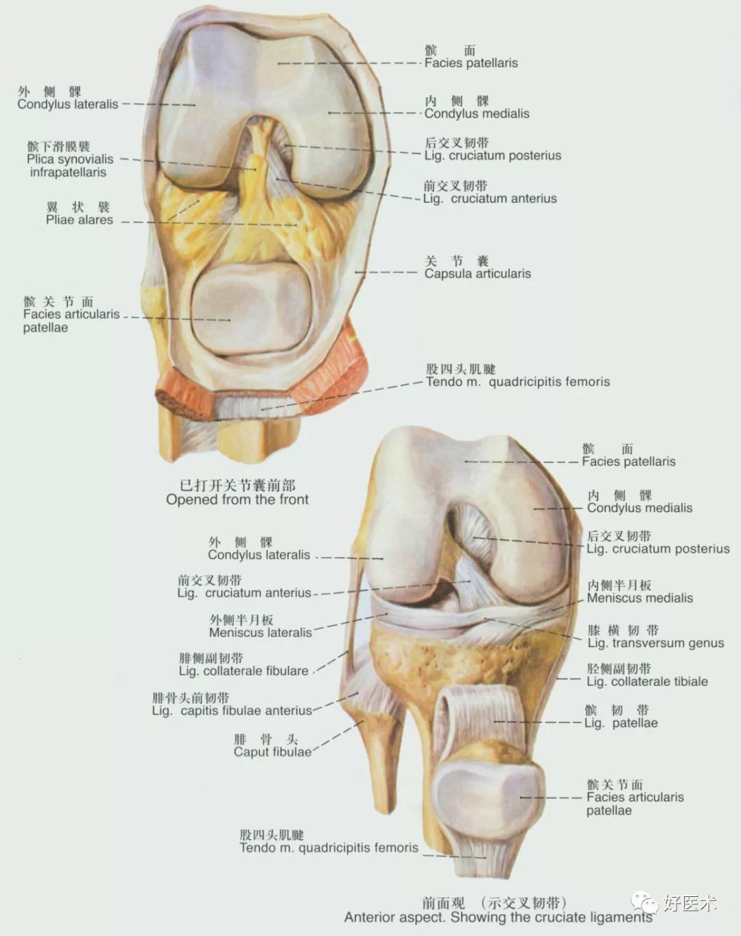 90条韧带的精细解剖、起止点及分布走形，收藏走起