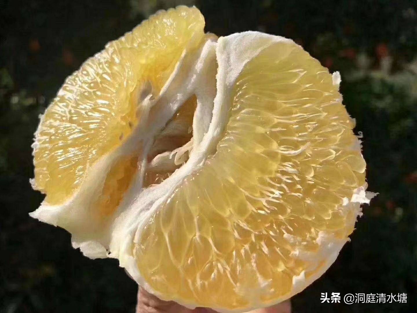 皮薄汁多甜柚子,菠萝味的灌汤包