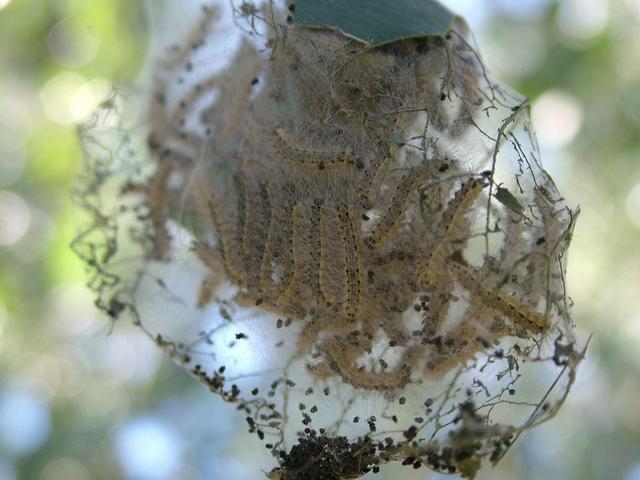 注意！今年辽宁这一虫害或波及180万亩林地